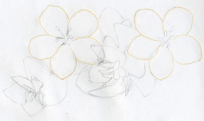 how to draw flowers with colored pencil