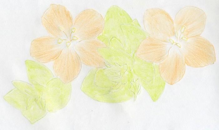 learn to draw flowers right