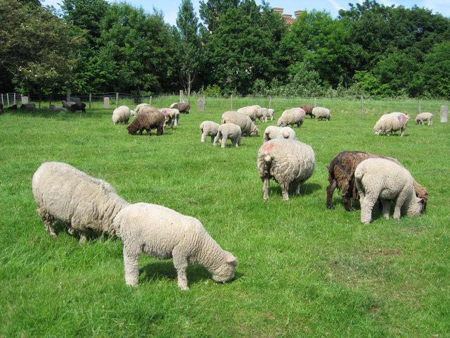 भेड़ खेती के व्यापार की योजना