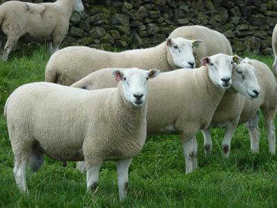 业务计划的绵羊养殖