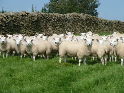 business plan of a farm sheep