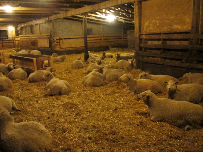 koyun yetiştiriciliği ve koyun iş planı