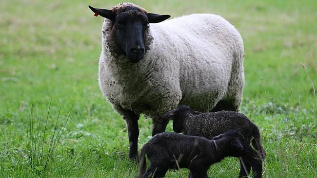 业务计划羊养殖