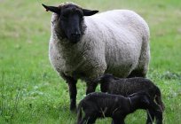 La cría de ovejas: el plan de negocios. La cría de ovejas como centro de la 