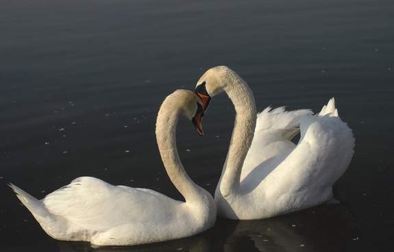 Swan fidelity