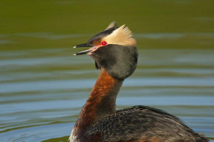 Tiere, die ins rote Buch des Gebietes Uljanowsk