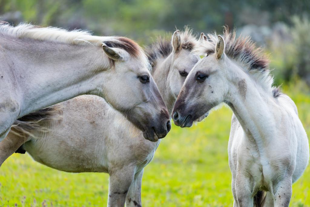Horse breed ‘the sorraia»