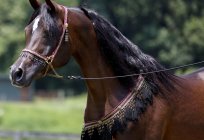 The most expensive horse in the world: list and cost