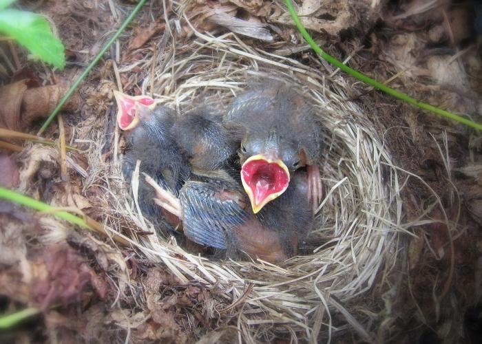 how to raise a sparrow chick