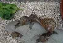 How to choose soil for snails. Achatina: furnishing the home and care
