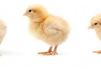 鶏ハニワトリ:説の品種で、写真