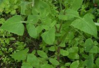 Sow-Thistle garden – pesky weeds