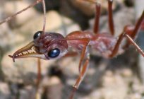 Кочові мурахи: опис, особливості, цікаві факти та відгуки
