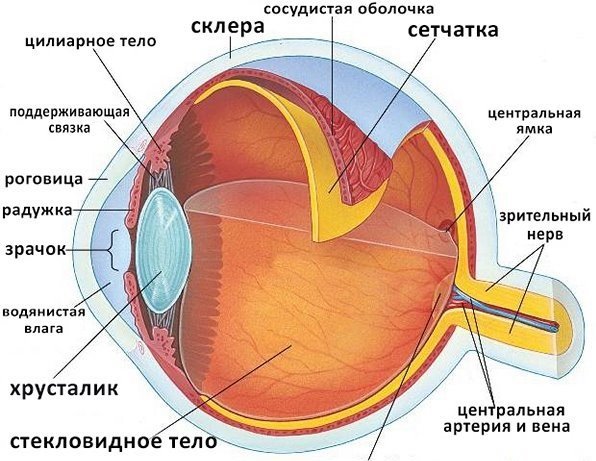 眼睛的结构