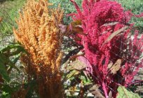 A valuable ornamental, food, medicinal and forage crops, amaranth: planting and care