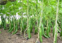 Como прищипывать pepino, para obter uma colheita abundante