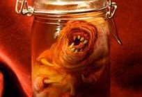 How to grow a homunculus in the home: myths and reality