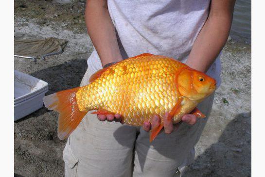 the grandfather Caught a goldfish