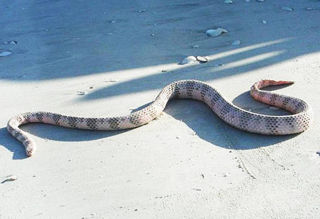 węża morskiego Dubois