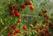 Tomaten im Gewächshaus. Feinheiten Anbau