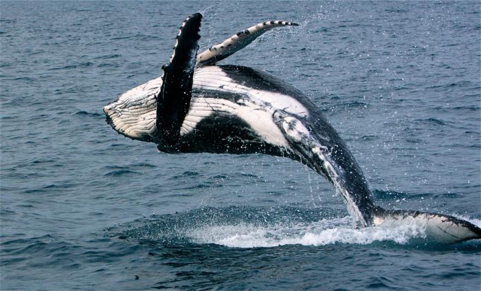 lo que es actuado ballenas en el mar