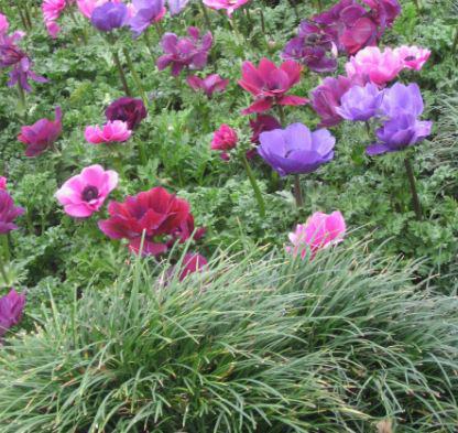 anemone de Caen planting and caring photo