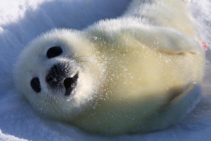 la cría de foca del caspio