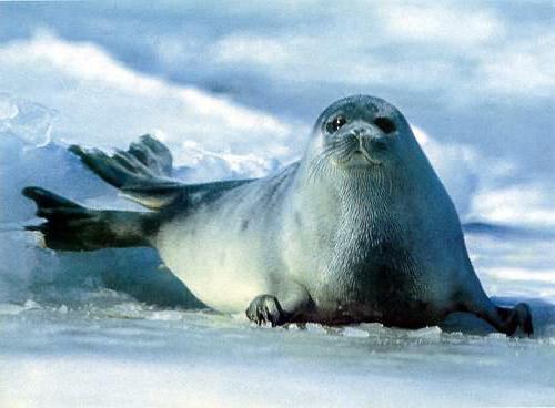 Caspian seal photo