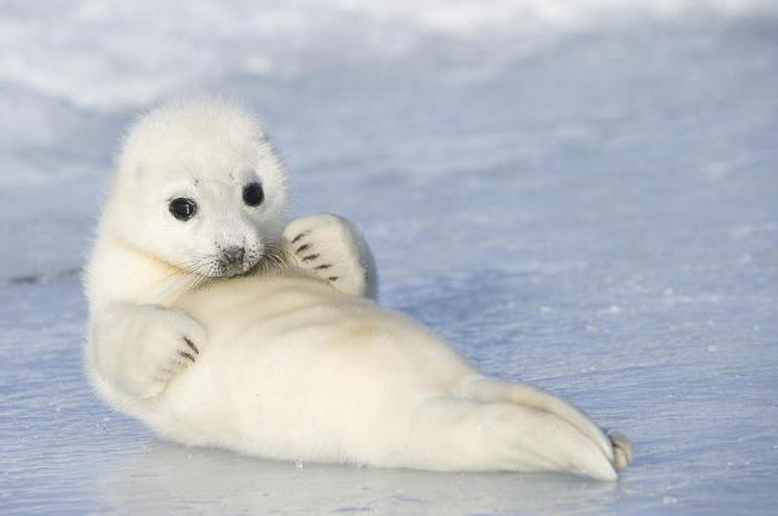description of baby Caspian seal