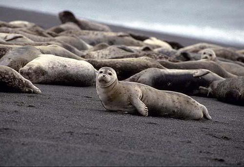 la foca caspio