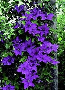 how to plant clematis