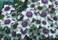 How to plant clematis is the king of vines
