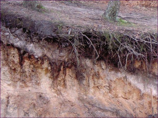 el perfil del suelo подзолистых de suelos