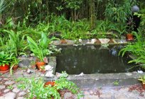 Штучні водойми – ефектне прикраса вашого саду