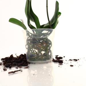 storczyk phalaenopsis opieki