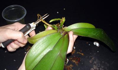 how to repot phalaenopsis