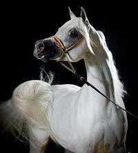 Arab breed of horses