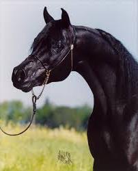 Arabian horses photo