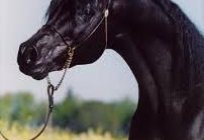 Árabes caballos - el don del altísimo