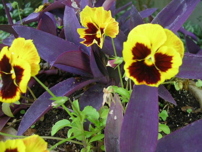 Viola ampelnaya Anbau von Samen für Setzlinge