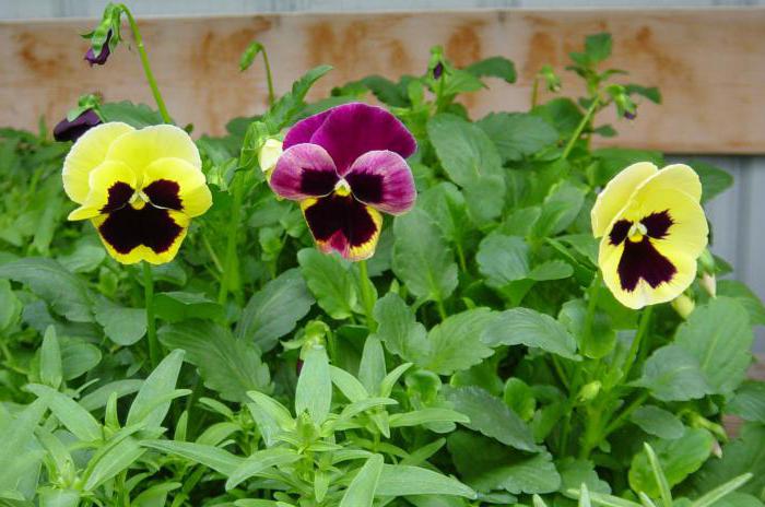 Viola ampelnaya Aufzucht aus Samen zu Hause Foto