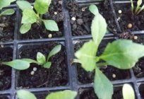 How to plant Aster seedlings and get a great flower garden?