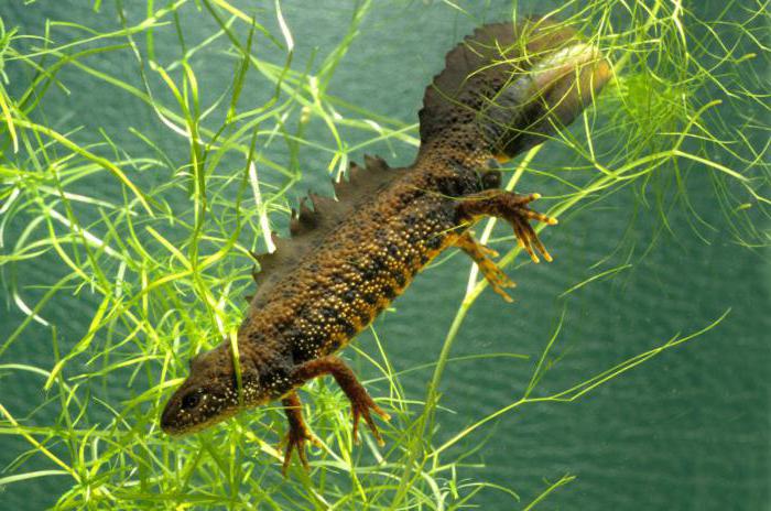 type of digestion in warty newt