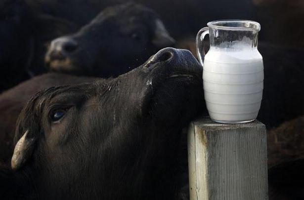 буйволине leche
