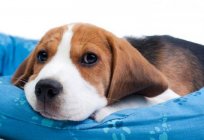 Why puppy hiccups after eating or in other situations?