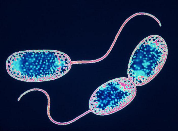 las bacterias нитрифицирующие