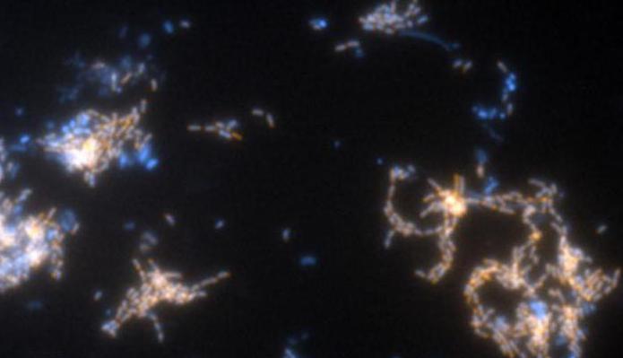 nitrifizierenden Bakterien Foto
