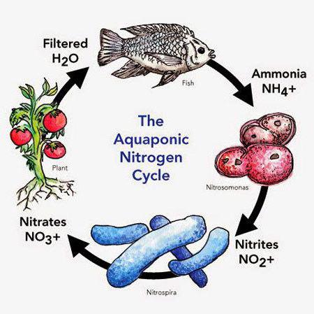 bakterie nitryfikacyjne odnoszą się do хемотрофам