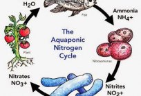 Of nitrifying bacteria. The importance of nitrifying bacteria