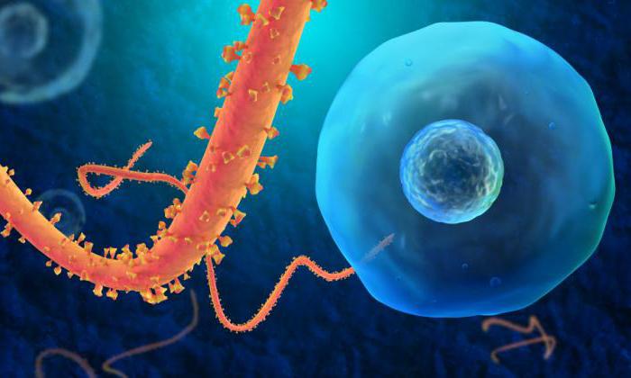 вірус эбола прыкметы захворвання